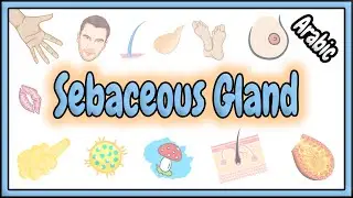 45. Sebaceous Gland || Skin Appendages || الغدة الدهنية