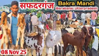 आज की सफदरगंज (पलहरी) बकरा मंडी रेट |08 Nov 25 |Safdarganj Bakra mandi Barabanki UP live Update 