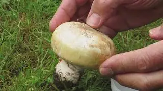 Il Miglior Prataiolo: Agaricus bitorquis.