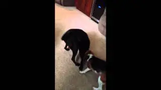 Graphic Dog Fight Beagle Vs Black Lab