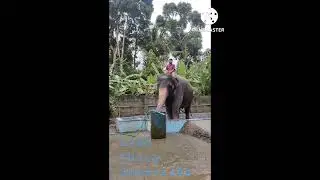 Elephant bath in Thekkady
