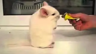 Забавный тушканчик