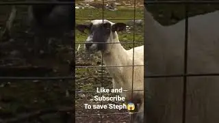 Save steph