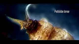 Pediciidae