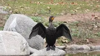 Double-crested Cormorant trembling while drying off, Almansor Park - Alhambra, CA - 1/13/22