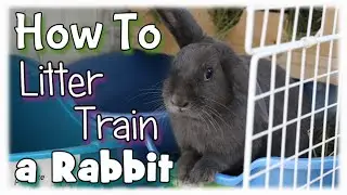 How to Litter Train a Rabbit