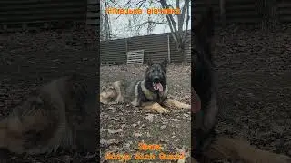German shepherd dog. Німецька вівчарка. #dog #dogs #shepherddog #shepherdlove #shepherd #gsdkennel