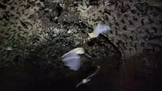 Bat colony, phenomenal. 