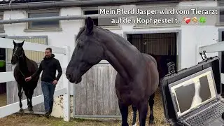 Stocklahmes Pferd 🤕🐴