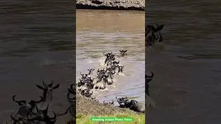 Life is a continuous run #wildlife #animals #wildebeest #safari #africa #migration #africansafari