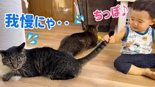 ナンバーワン猫使いに 僕はなる‼︎ 子猫も老猫も手懐けるじょ‼︎