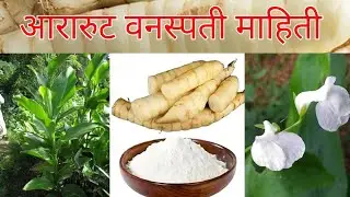 आरारुट वनस्पती माहिती ( Arrowroot Plant Information ) ,( Maranta arundinacea plant )