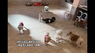 Dog daycare in Japan DogRinho 犬の保育園　20251218