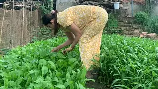 How to Grow Leafy Greens FAST | Organic Farm Harvest | Take care my garden