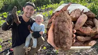 HUGE Purple Sweet Potato Harvest | October in Virginia