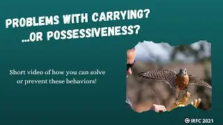 Preventing Carrying or Possessiveness in While on the Lure and/or Kill in Microfalconry Birds