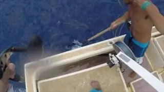 Kauai Ahi fishing on the Kristy M.