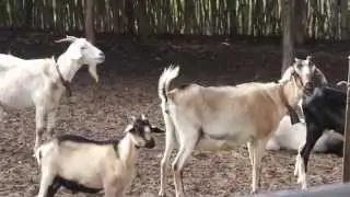 BODES e CABRAS do SERT&Atilde;O