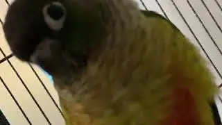 MY NEW BIRD ZIGGY!!!