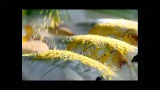 TVC Indofood Racik - Ikan Goreng