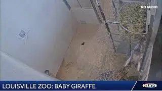 LIVE: New baby giraffe at the Louisville Zoo