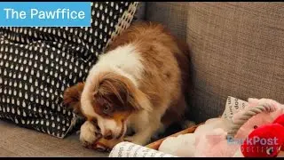 The Pawffice - Audrey