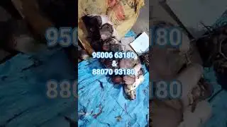 95006 63180 & 88070 93180