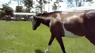 Mickey is such a smart pony; 6.23.2010