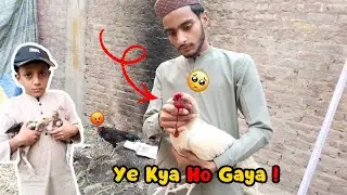 Murghay Ko Kya Ho Gaya? 😢 | Chujay Aa Gaye 🐥 | Garage Zoo