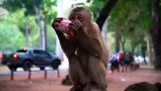 The New Year of 2026 Started With Baby Monkey Jovi Jacee Luno Lynx and ... Happy New Year Everyone