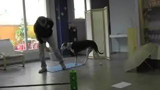 Episodic-like Memory in Dogs