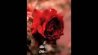 Vaa Vaathi song 🤩💖#shorts #tamilvlogs #vaavathisong #Vaathi #Dhanush
