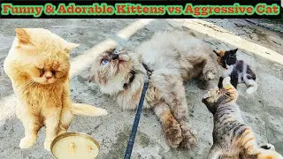 Funny & Adorable Kittens vs Aggressive Cat: A Hilarious Showdown!
