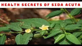 Польза для здоровья Sida Acuta (упрямая трава)