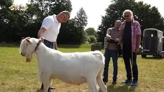 Bokkenkeuring in Lexmond