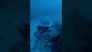 Calm. Powerful. Majestic.Manta rays have the biggest brains of any fish and can live over 40 years