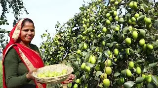 बेर का ऐसा स्वादिष्ट हलवा बनता हें जो आप सब को पता भी नही होगा || Ber ka Halwa recipe