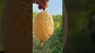 This Tiny Honeycomb is Pure Gold! 🍯🐝 #honey #Shorts