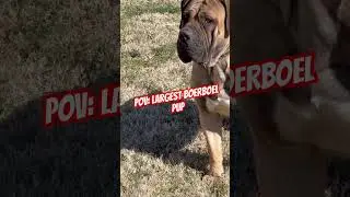 Pure D South African Boerboel #boerboel #dogs #puppy #boerboels #big #dog #pets
