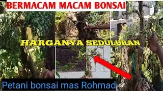 BERMACAM-MACAM BONSAI HARGA SEDULUR | SERUT | LOA | GULUGUMANTUNG| SANCANG| BERINGIN KIMENG| AMPLAS