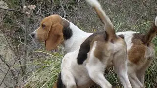 Chasse du lièvre au chien courant