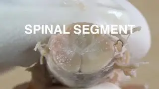 SPINAL SEGMENT
