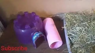 Saving 2 guinea pigs from being euthanized! One is very pregnant