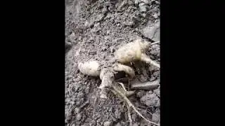 Добыча дикого женьшеня
