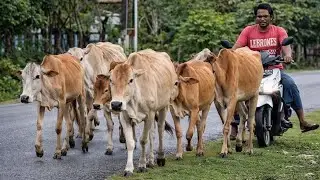 Video Perjalanan Sapi Mo Penuh Semangat Lari Menuju kandang Peternakan - Sapi jinak Berkembang sehat