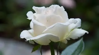 PUR AMOUR - Michel P&eacute;p&eacute;