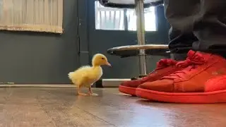 Baby Duck Loves Shoes!