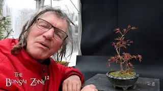 Repotting My Korean Maple, The Bonsai Zone, March 2025