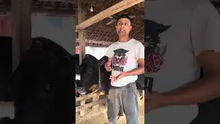 DEWORMING in cows