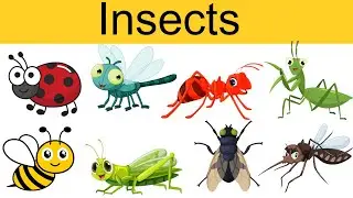 Insect names in English / All Insect names in English 🐜 !